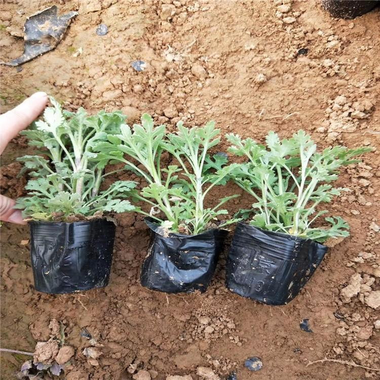 护坡绿化苗  地被菊供应  花朵紧密