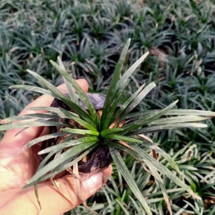 地被草坪麦冬苗  矮麦冬培育基地  公园绿化地被植物