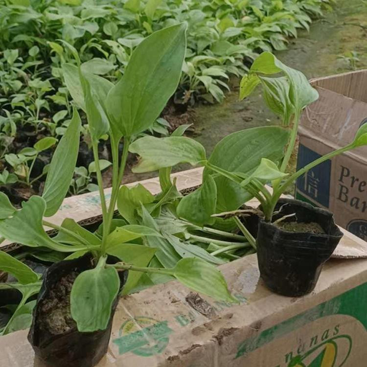 冠森  出售白花玉簪  多用于湿地水岸绿化