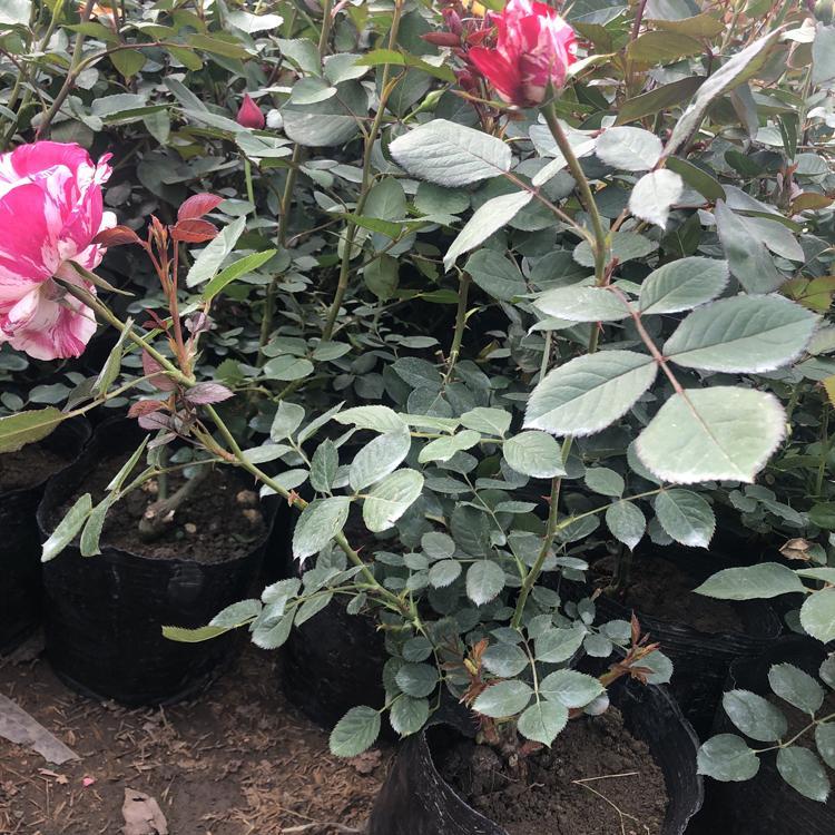 冠森  丰花月季  抗寒耐寒观赏性好