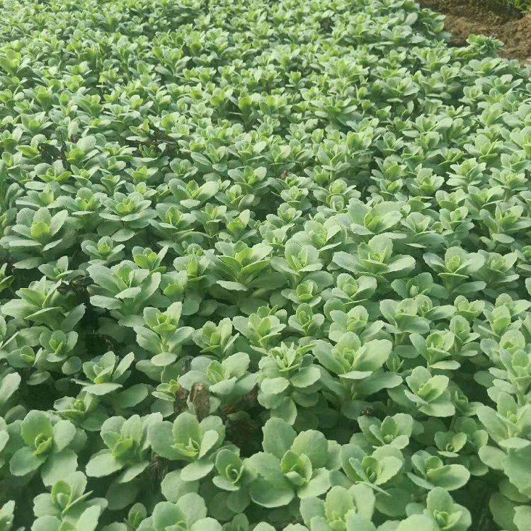 冠森  八宝景天报价  喜光和干燥