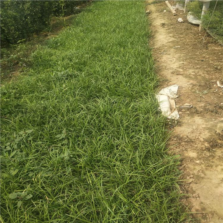 地被草坪麦冬苗  金叶麦冬草培育基地  应用范围广