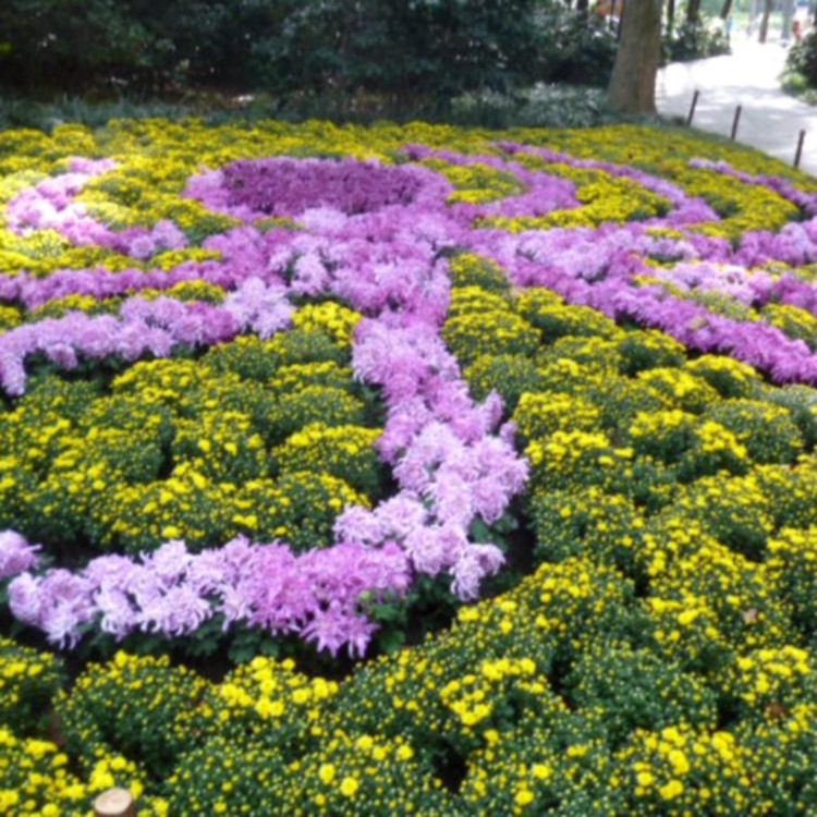大量批发地被菊  地被菊小苗批发  花期9-10月