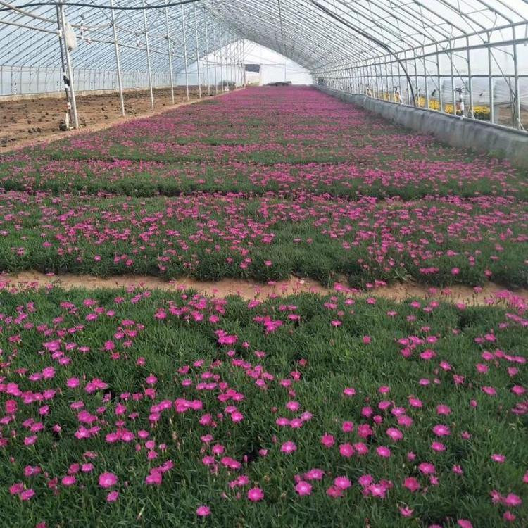 冠森  常年开花欧石竹  耐寒抗旱