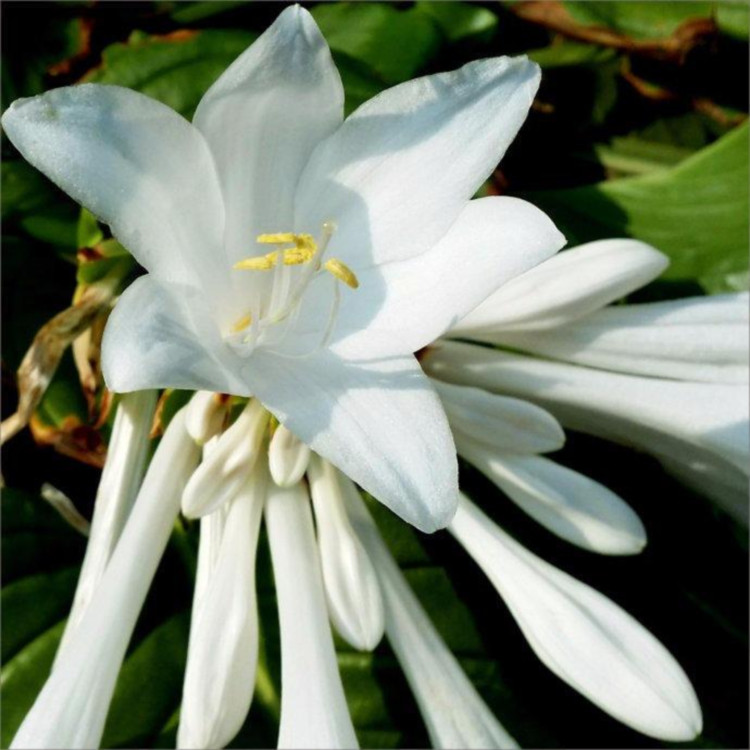 冠森  玉簪小苗  移栽易成活