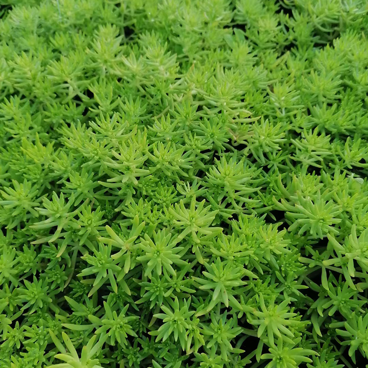 冠森  绿色佛甲草  地被绿化佛甲草