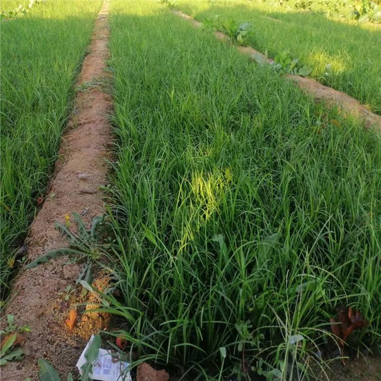 基地供应黄石矮麦冬  金叶麦冬草盆栽  多用于树穴绿化