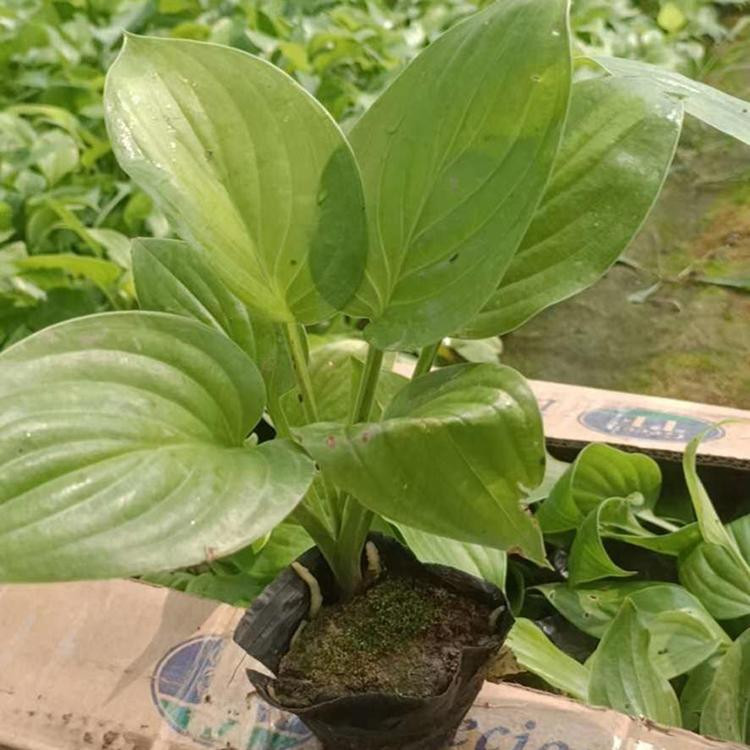 冠森  紫花玉簪  花期长观赏性好