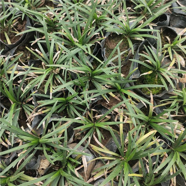 基地供应黄石矮麦冬  金边麦冬营养杯  植株低矮 养护简单