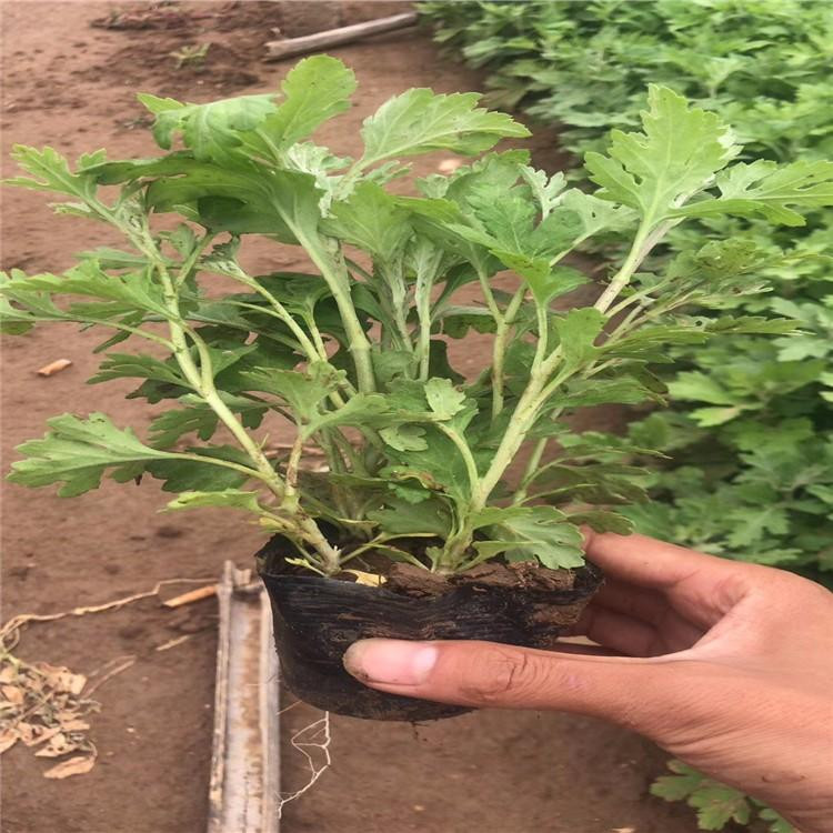 绿化用地被菊价格  地被菊花苗  自然成型