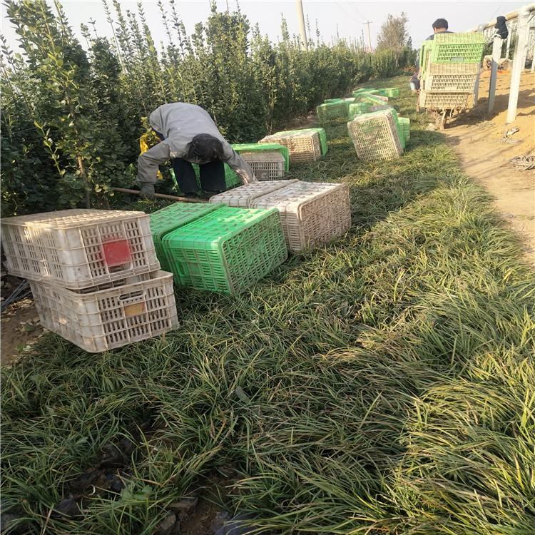 基地供应黄石矮麦冬  麦东培育基地  四季常绿 耐寒抗热