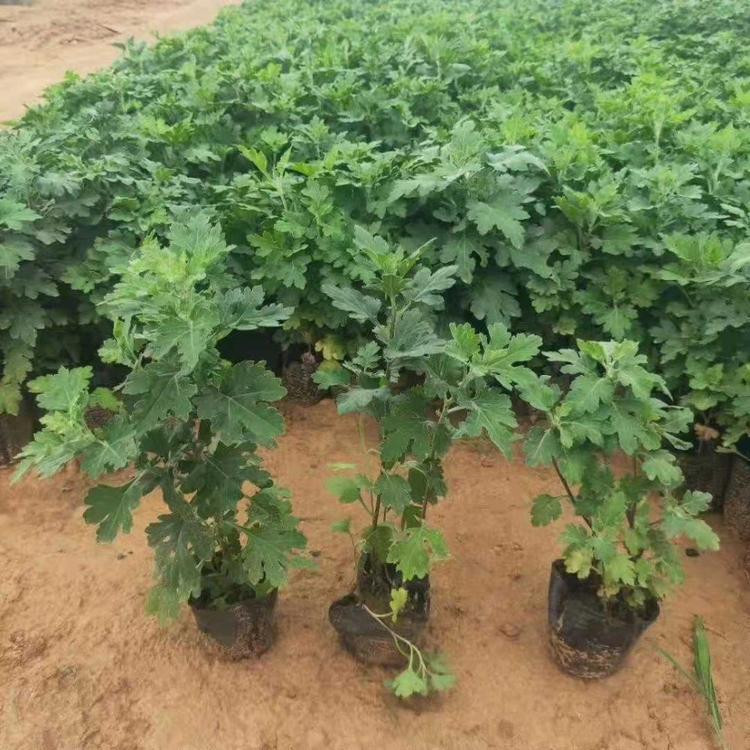 苗圃出售地被菊  地被菊培育  自然成型