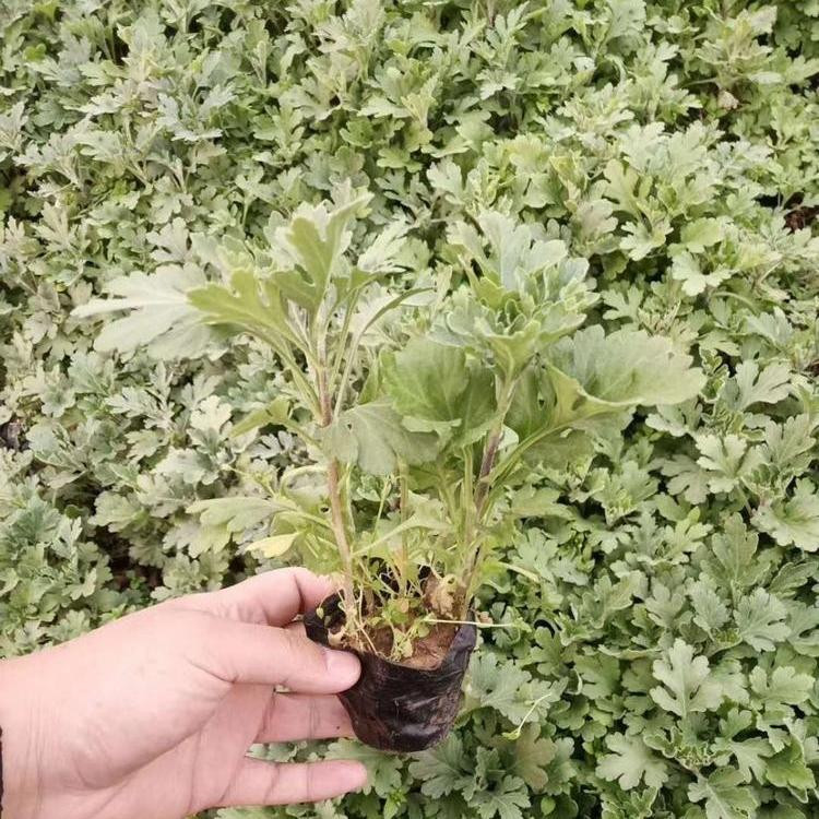 大量批发地被菊  地被菊供应  多色系草花，观赏性好