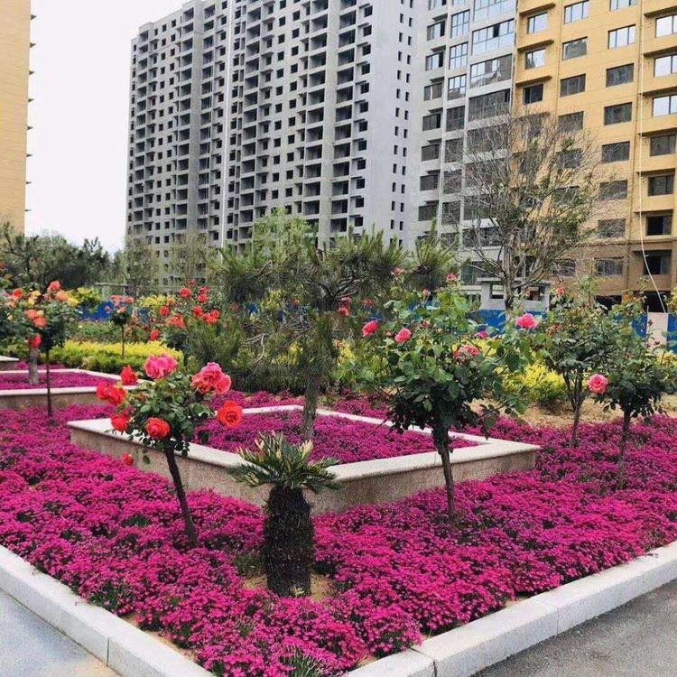 冠森  双色盆欧石竹小苗  欢迎咨询,