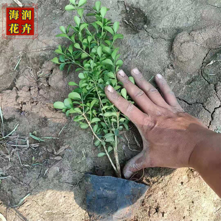 批发瓜子黄杨苗_盆景盆栽小苗_规格全_量大从优_海润花卉