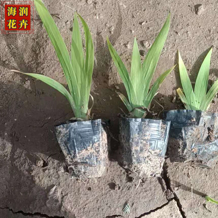 批发蓝花鸢尾 工程用水生宿根植物蓝花鸢尾小苗 盆栽苗 海润花卉