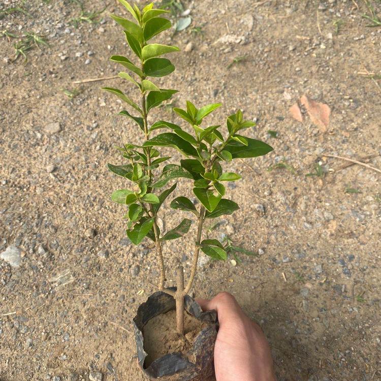 好苗售卖地 上盆女贞 上盆女贞行情