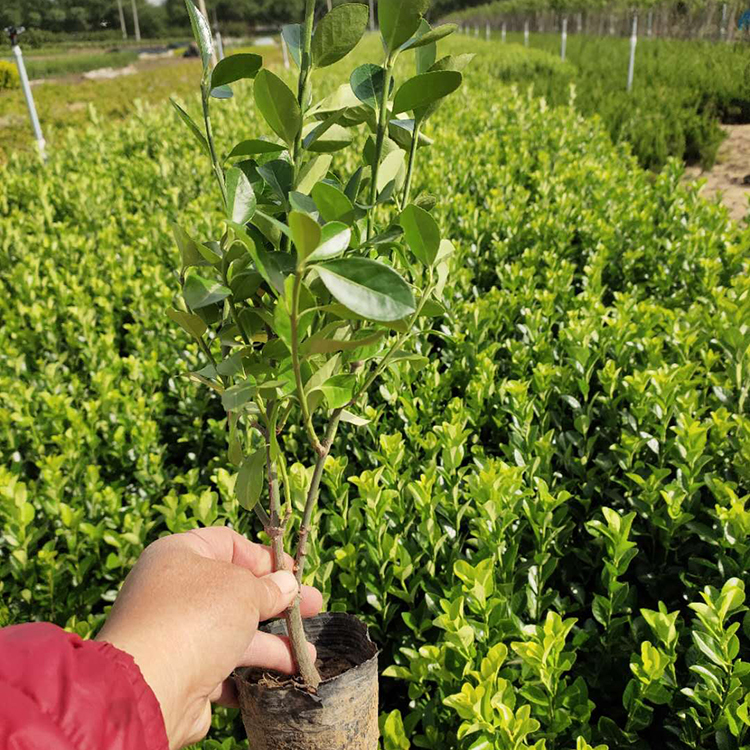 欢迎电话联系 卫矛小苗 卫矛培育基地