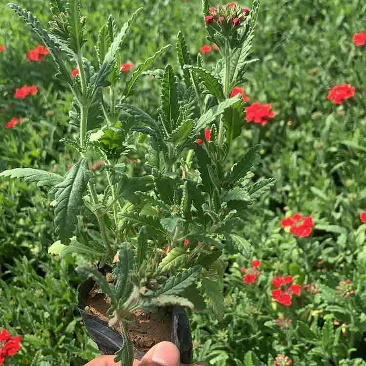 美女樱盆苗 好苗供应 青州草花供应 美女樱价格