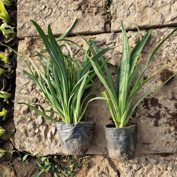 蛇鞭菊供应商 苗圃批发 山东蛇鞭菊