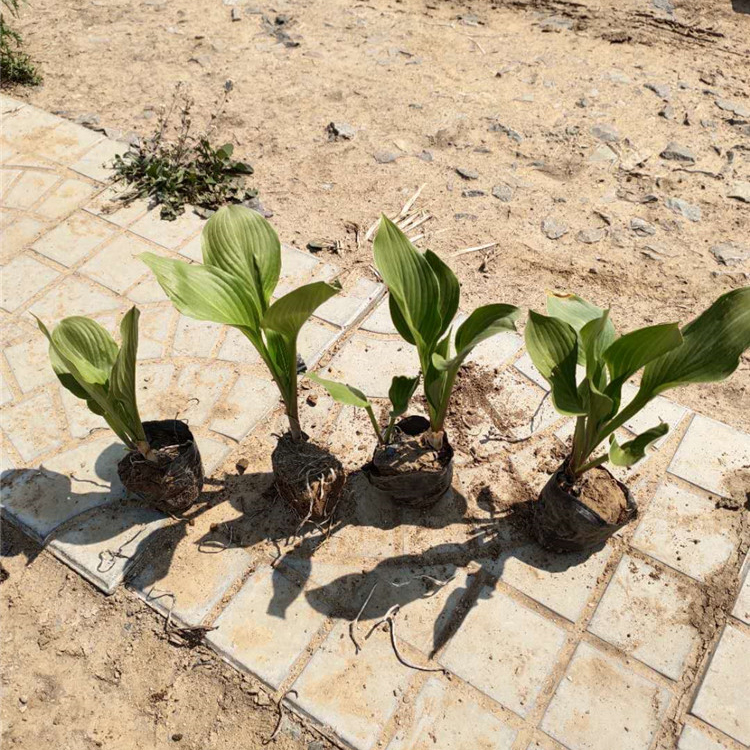 玉簪 大量批发 青州玉簪供货商