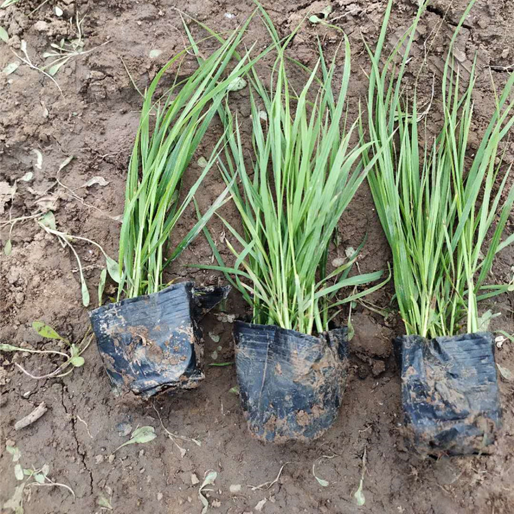 狼尾草价格 山东草花基地 狼尾草杯苗 大量批发