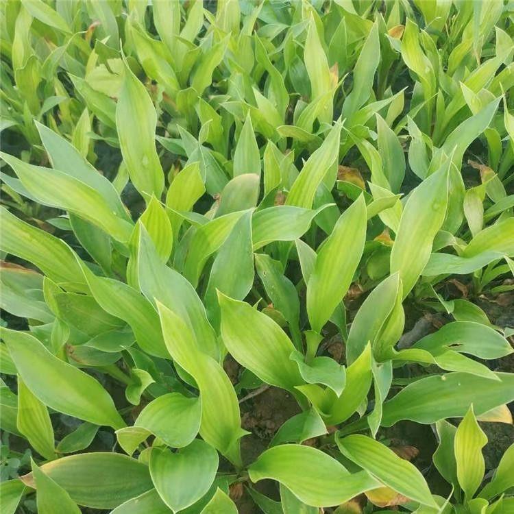 玉簪杯苗 价格从优 青州玉簪批发