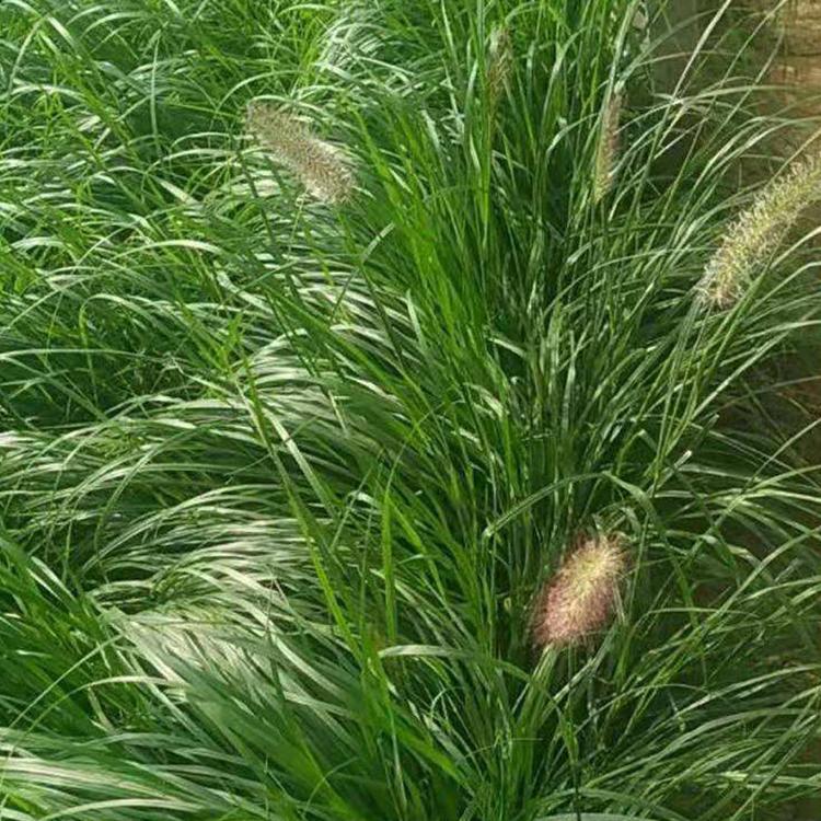 狼尾草种植基地 山东草花基地 狼尾草杯苗 优惠多多