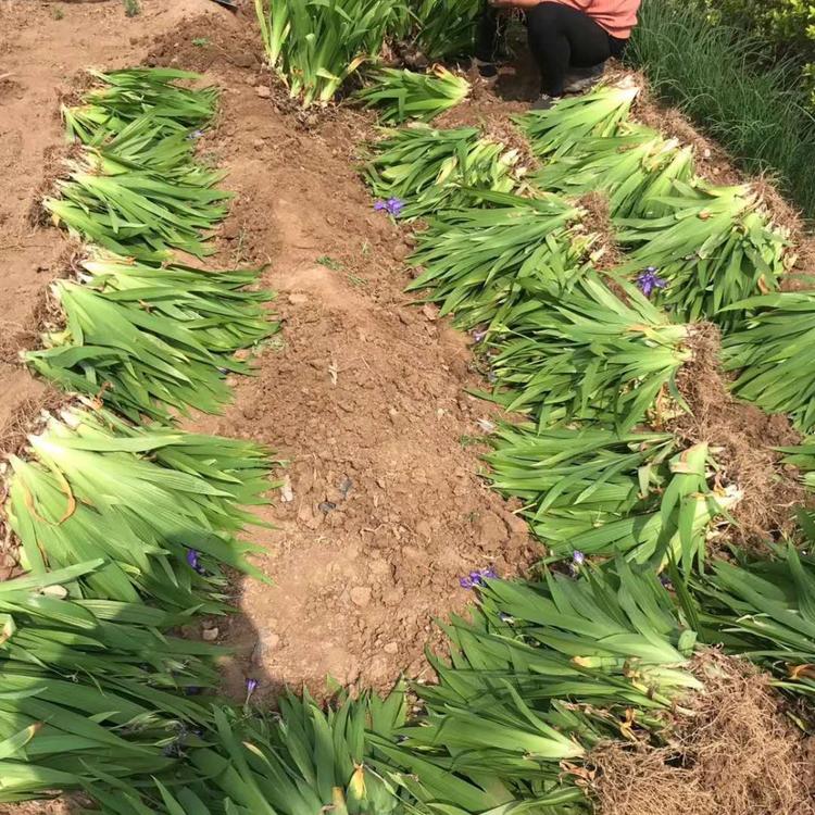 基地直售 蓝鸢尾 蓝花鸢尾培育基地