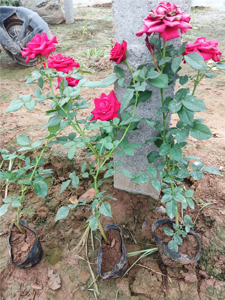 大花月季批发 基地出售 大花月季种植基地