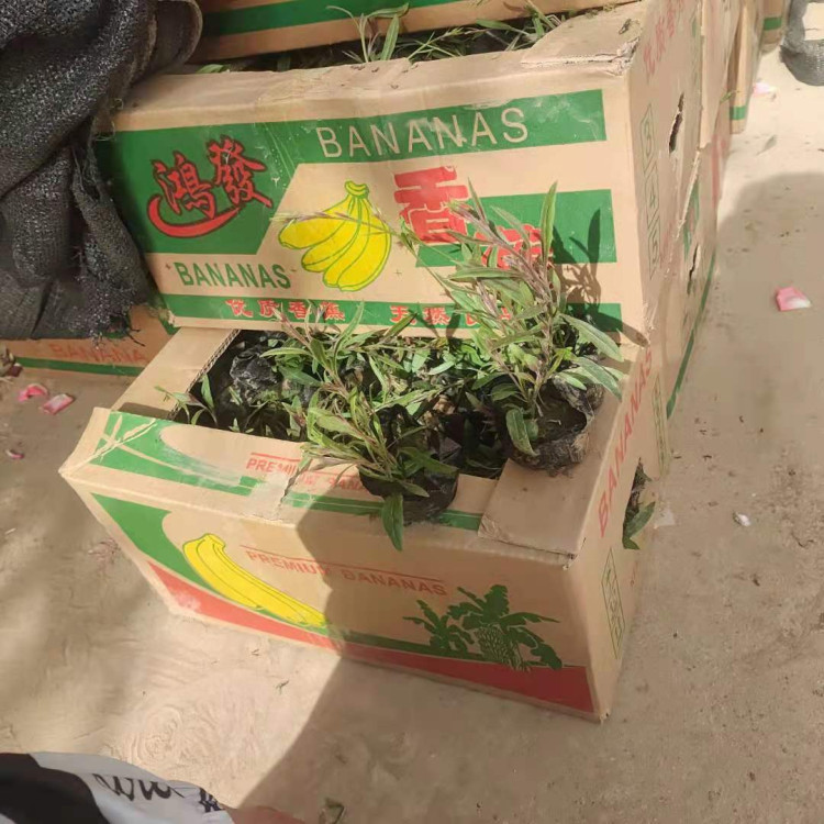 花坛美化用山桃草  山桃草  观赏性好