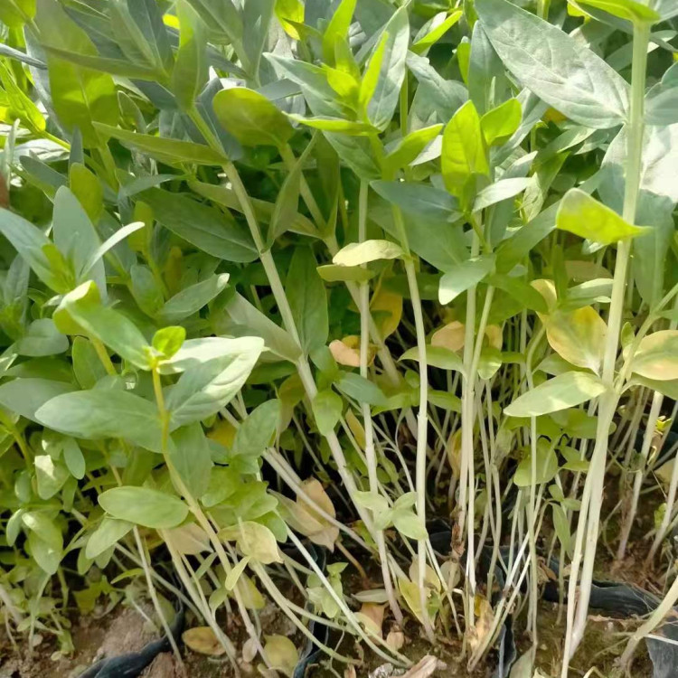 绿化工程用千屈菜  千屈菜报价  喜阳光湿润