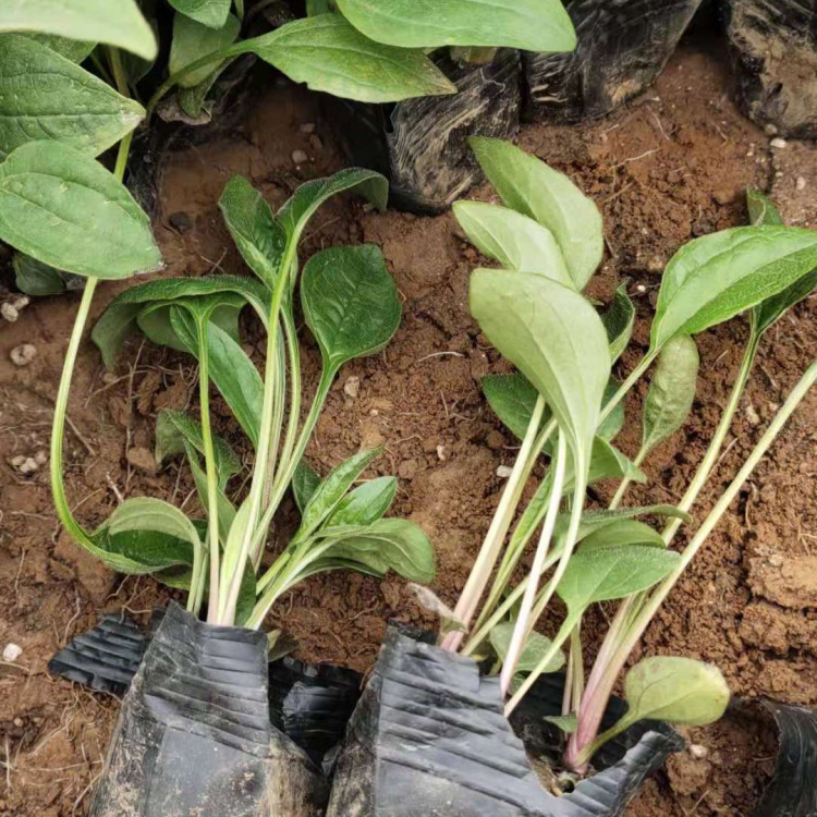 花境护坡松果菊  松果菊报价  品种丰富 花色全