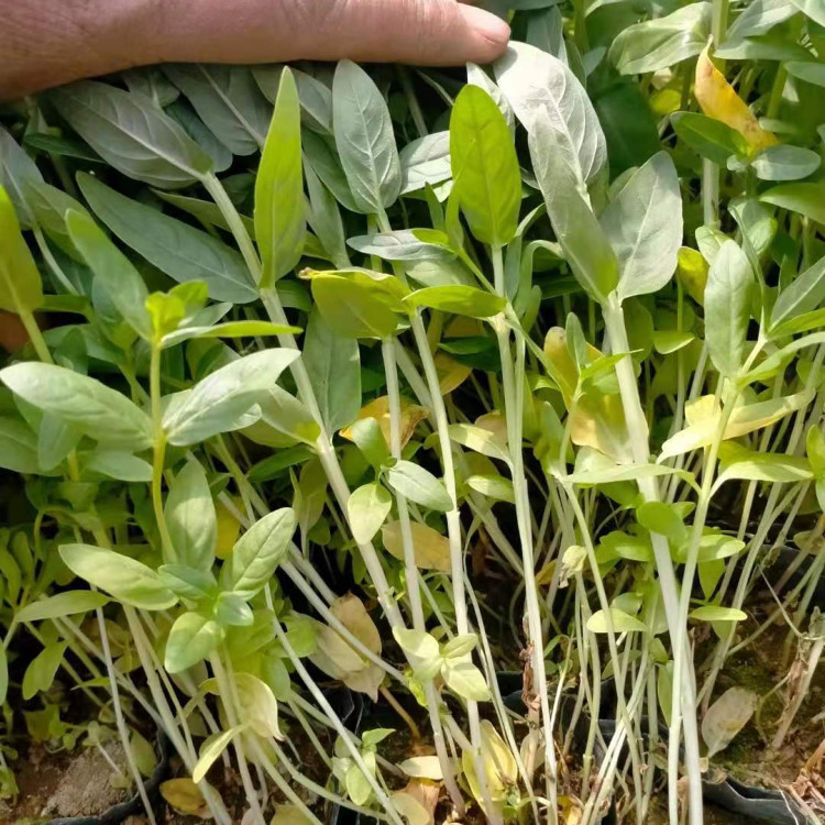 绿化工程用千屈菜  千屈菜小苗  花朵繁茂，花期长