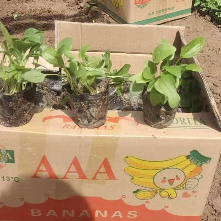 花坛点缀用松果菊小苗  松果菊盆栽  花朵大型