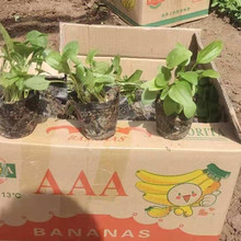 花坛点缀用松果菊小苗  松果菊盆栽  花朵大型