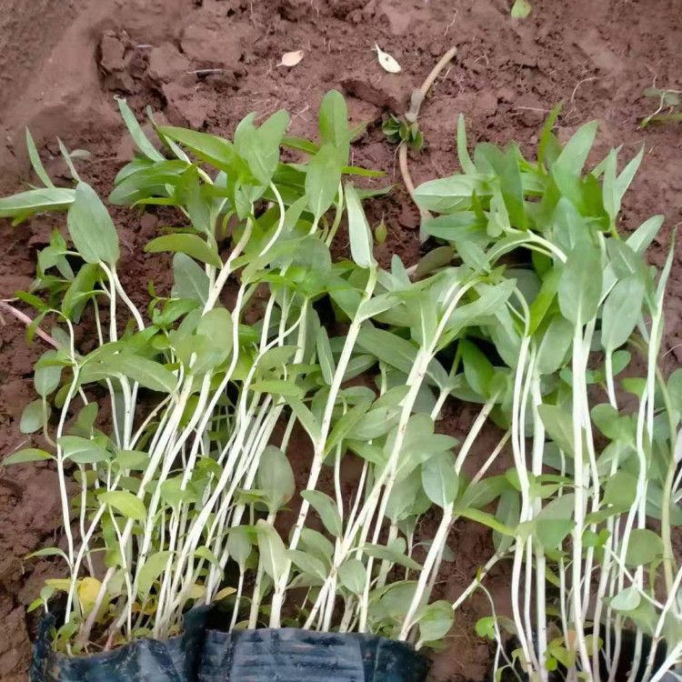 梓熙  千屈菜  千屈菜批发商  耐寒性好