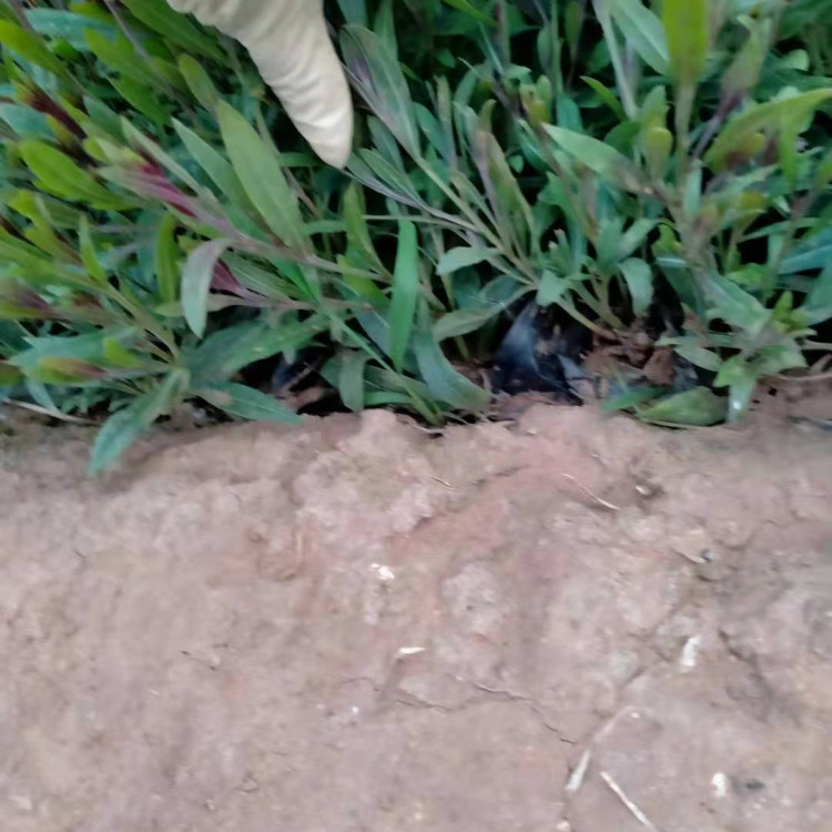 花境点缀用山桃草小苗  山桃草小苗  花色粉红美观