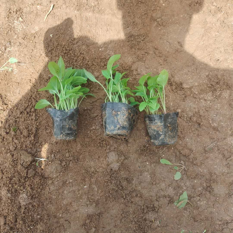 花坛点缀用松果菊小苗  松果菊盆栽苗  花色艳丽