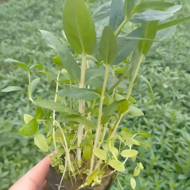 梓熙  千屈菜  千屈菜批发基地  全株青绿色，观赏性好