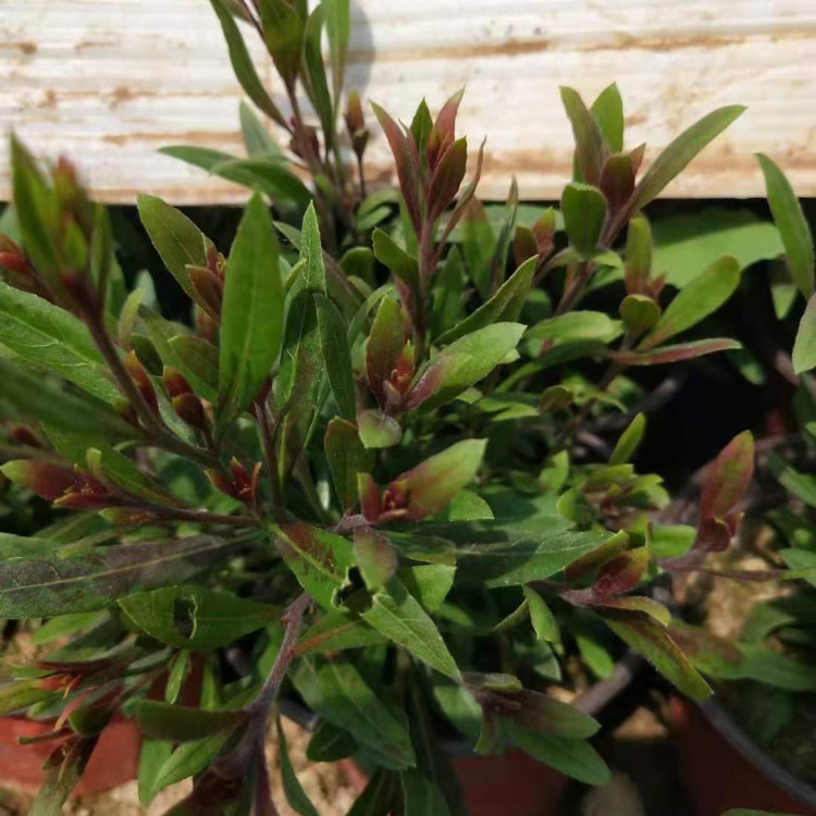 草坪点缀用山桃草  山桃草报价  花期5-8月  果期8-9月