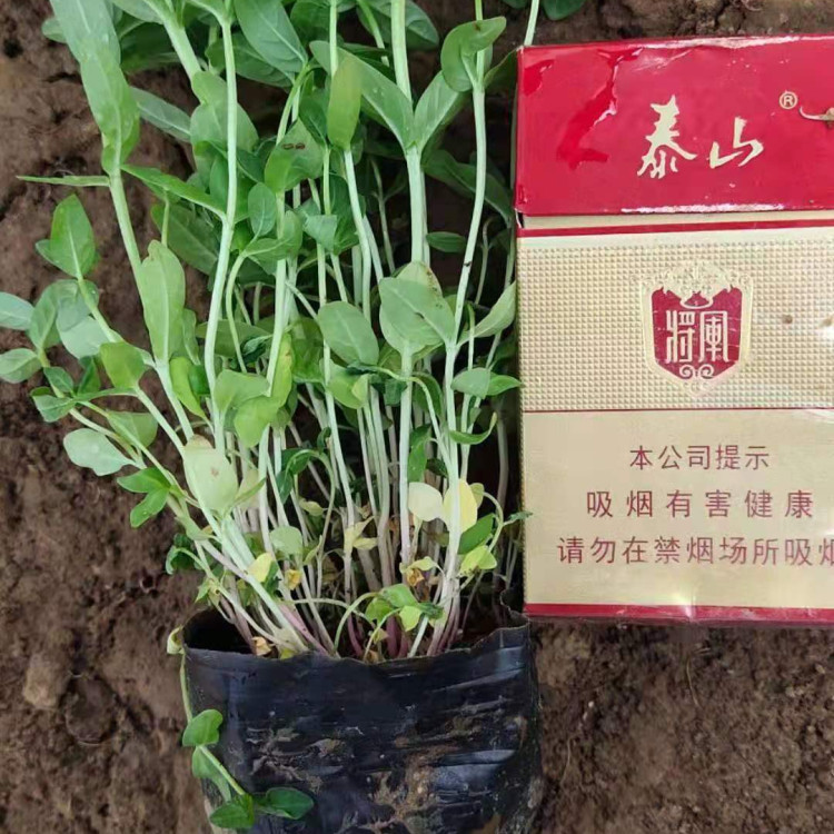 梓熙  千屈菜  千屈菜种植基地  花朵繁茂，花期长