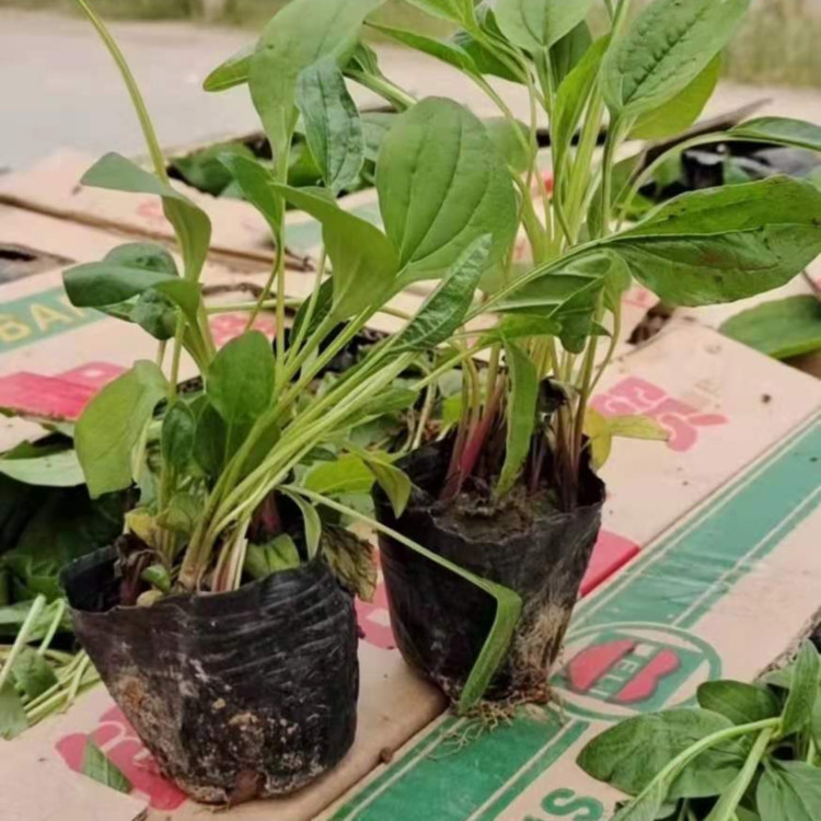 庭院观赏松果菊盆栽  紫锥菊  品种丰富 花色全