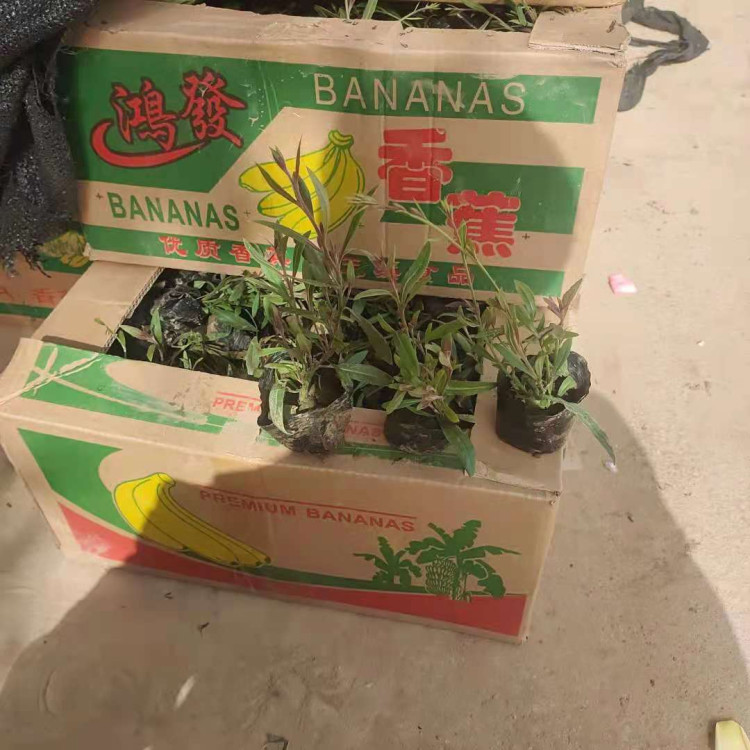 地被观赏山桃草小苗  白蝶草  花期5-8月  果期8-9月