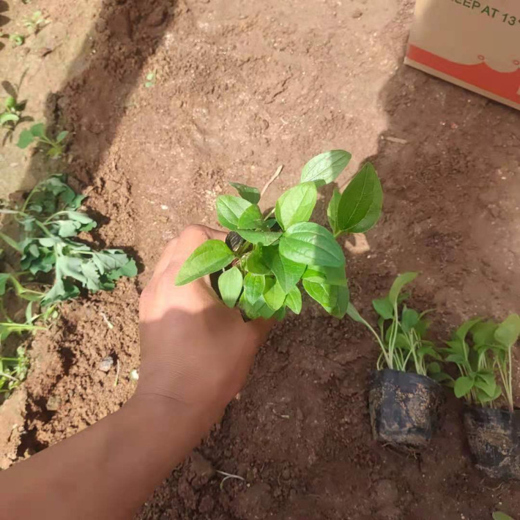 多色系松果菊  紫锥菊  花朵大型