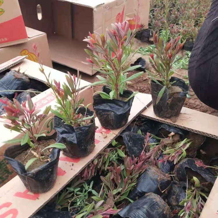 山桃草盆栽  宿根草  花期长