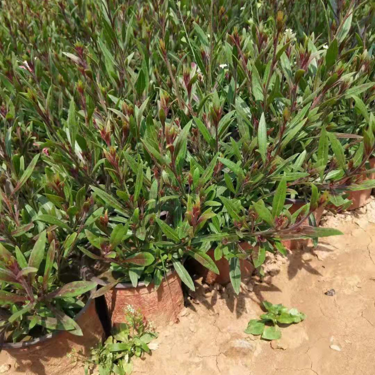 花境点缀用山桃草小苗  山桃草批发  花期长