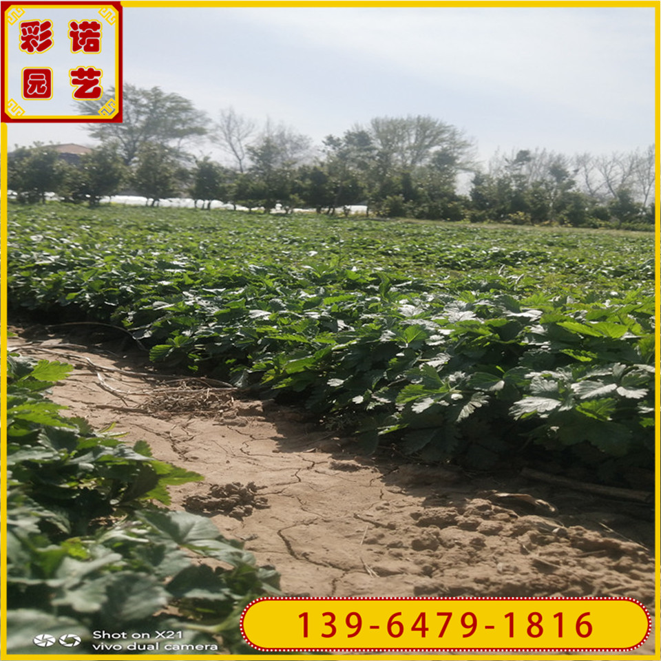 供应宿根花卉 五叶委陵菜杯苗批发 三叶委陵菜小苗