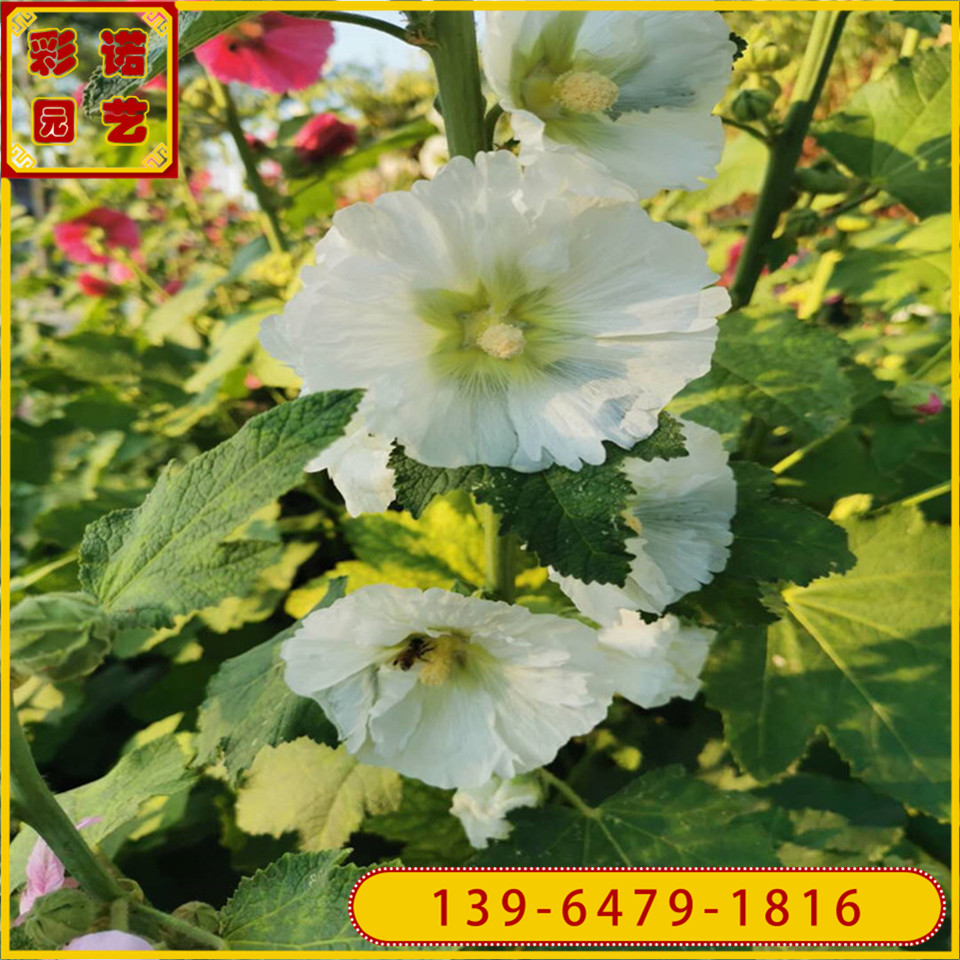 蜀葵小苗 山东青州大量供应蜀葵容器苗 开花艳丽公园绿化苗