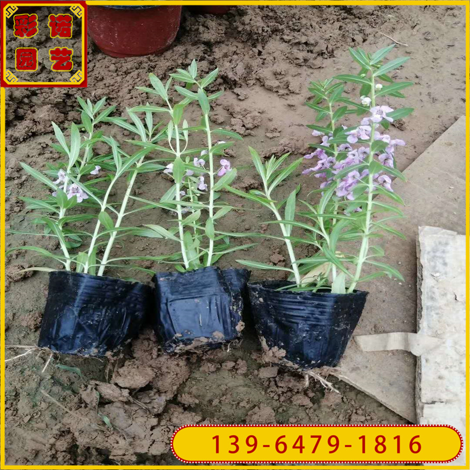 香彩雀小苗 香彩雀花苗价格 香彩雀杯苗基地